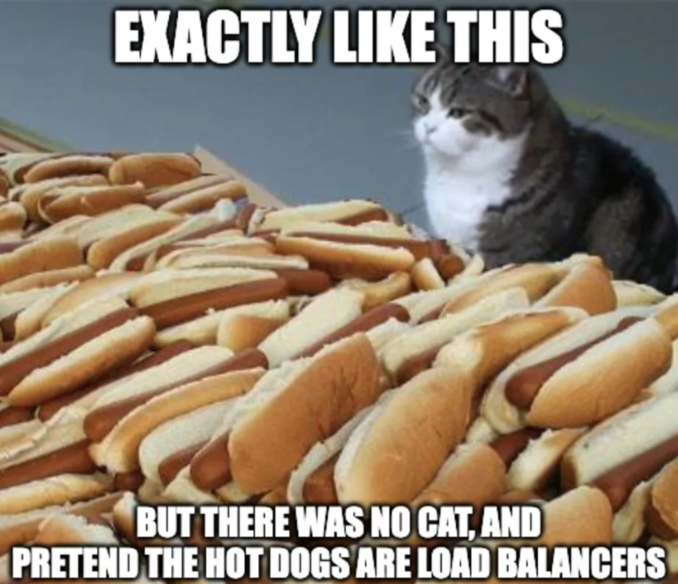 A cat staring at dozens of hotdogs